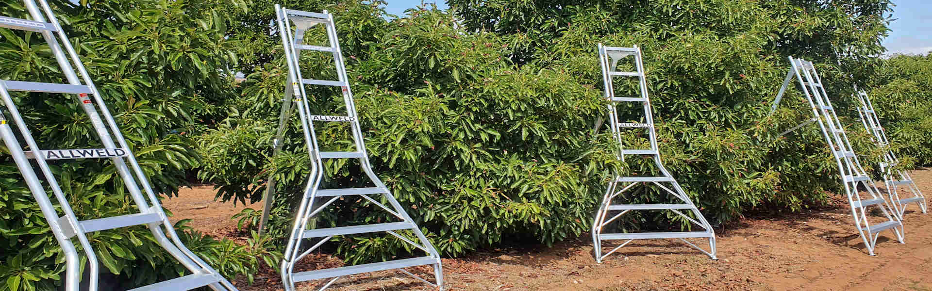 Allweld Orchard Ladders